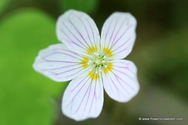 Oxalis acetosella, Harsyra, Wald-Sauerklee, Witte klaverzuring, Wood-sorrel