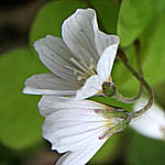 Oxalis acetosella - Flowers in Sweden