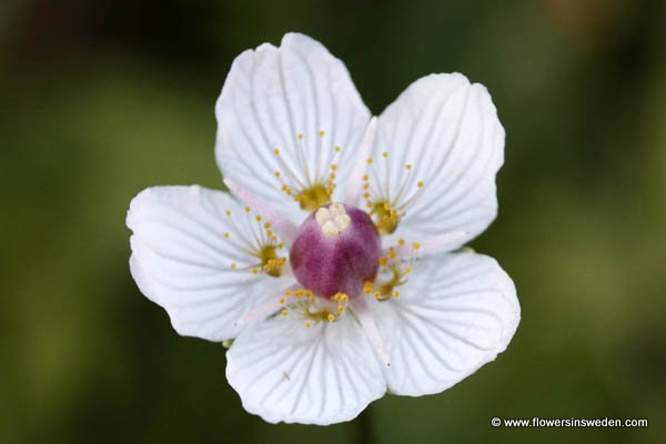 Parnassia palustris, Slåtterblomma, hjärtblad, hjärtblomma, Sumpf-Herzblatt, Parnassuskruid, Grass-of-Parnassus