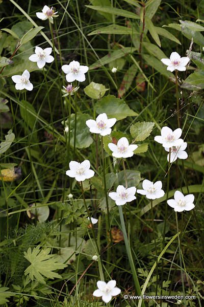 Vilda blommor i Sverige