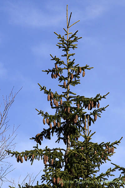 Picea abies, Gran, Fichte, Fijnspar, Norway Spruce