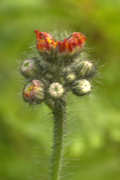 Hammarstrands Camping, Pilosella aurantiaca, Hieracium aurantiacum , Rödfibbla, Orangerotes Habichtskraut, Oranje havikskruid, Fox-and-cubs, Orange hawkweed