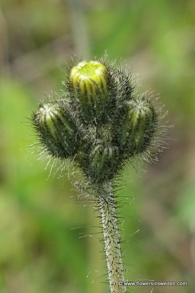 Pilosella dubia, Hieracium cymosum, Pilosella cymosa, Styvhårig kvastfibbla, Trugdoldige Habichtskraut, een havikskruid, a hawkweed 