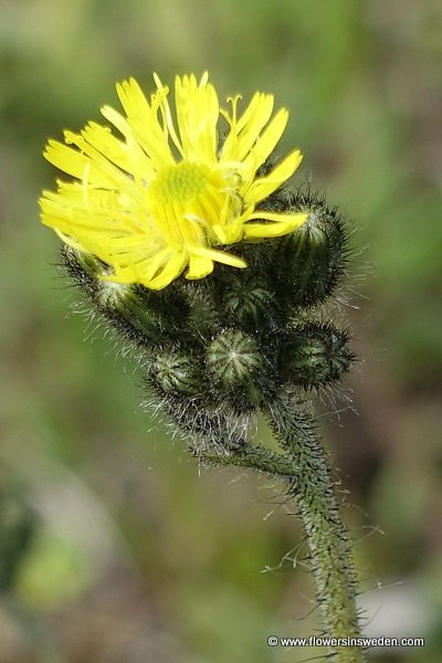 Hieracium cymosum, Pilosella cymosa, Styvhårig kvastfibbla, Trugdoldige Habichtskraut, een havikskruid, a hawkweed 