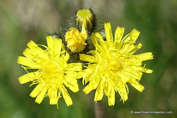 Hieracium cymosum, Pilosella cymosa, Styvhårig kvastfibbla, Trugdoldige Habichtskraut, een havikskruid, a hawkweed 