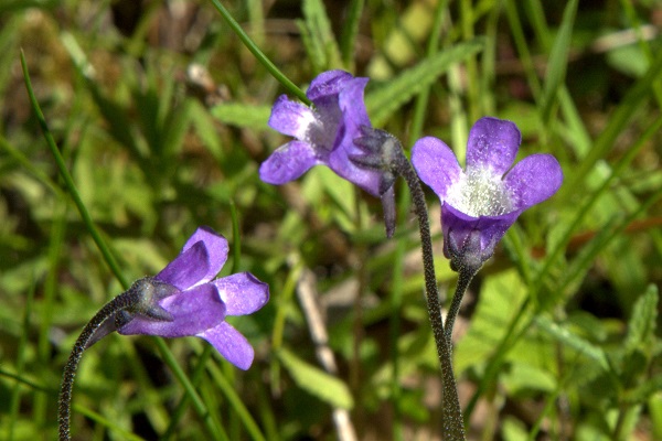 Pinguicula vulgaris, Tätört, Gewöhnliches Fettkraut, Gewoon vetblad, Common Butterwort