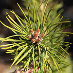 Pinus sylvestris - Flowers in Sweden