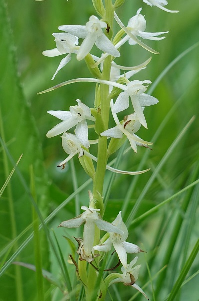 Platanthera bifolia, Nattviol, Zweiblättrige Waldhyazinthe, Welriekende nachtorchis, Lesser butterfly-orchid