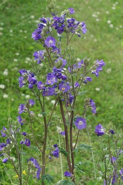 Sweden Flowers,Polemonium caeruleum, SE: Blågull, DE: Himmelsleiter, NL: Jakobsladder, UK: Jacob's-ladder, Greek valerian