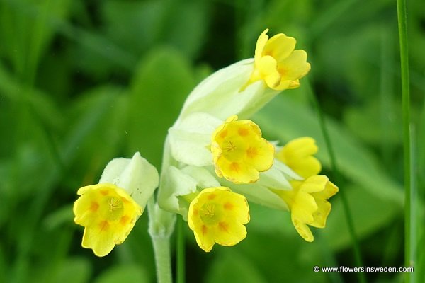 Flowers in Sweden, Primula veris, Primula officinalis, Gullviva, Echte Schlüßelblume, Gulden sleutelbloem, Common cowslip