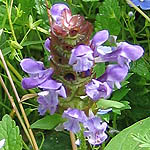 Prunella vulgaris - Flowers in Sweden