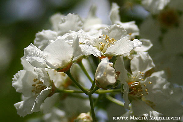 Zweden Bloemen Natuur