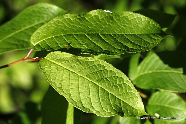 Flora of Sweden online