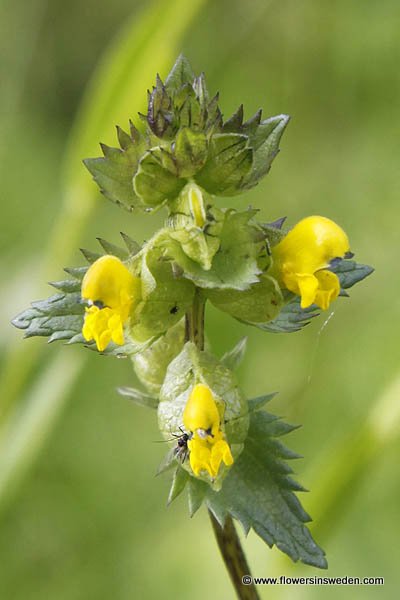 Rhinanthus serotinus, Rhinanthus angustifolius, Höskallra, Großer Klappertopf, Grote ratelaar, Greater Yellow-rattle, Late-flowering Yellow Rattle