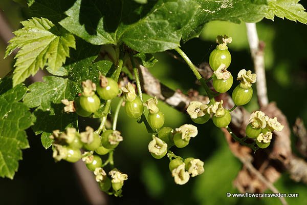 Flowers in Sweden