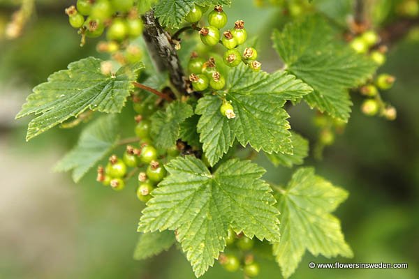 Zweden Bloemen Natuur Reizen