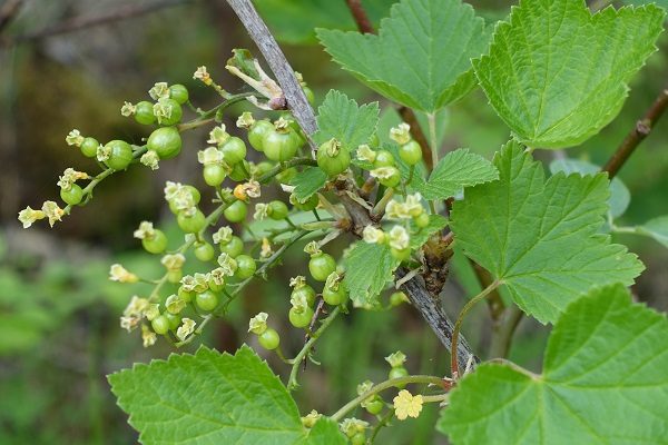 Sweden Flowers, Ribes spicatum, Skogsvinbär, Rote Johannisbeere, Noordse aalbes, Downy Currant, Nordic Redcurrant, Nordic Currant