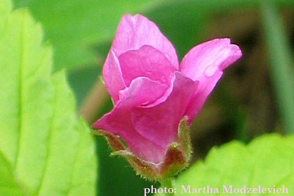 Rubus arcticus,Åkerbär,Allackerbeere, Poolbraam, Arctic Bramble