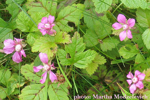 Zweden, Bloemen, Natuur, Reizen