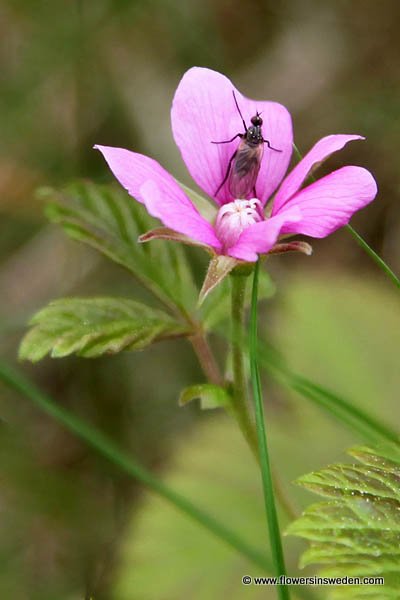 Vilda blommor i Sverige