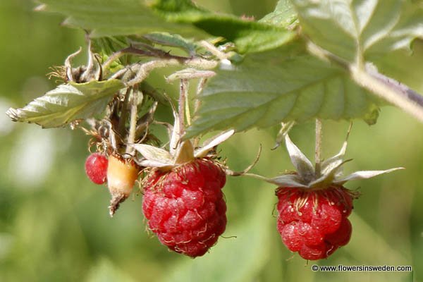 Flowers in Sweden