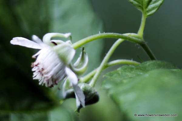 Rubus idaeus,Hallon, Skogshallon, Himbeere, Framboos, Red Raspberry, European Raspberry, Framboise