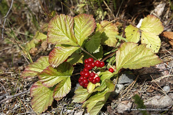 Pictures of Sweden Native Plants