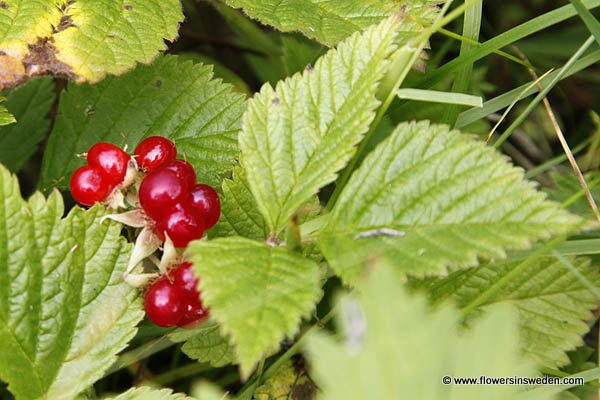 Rubus saxatilis, Stenbär, jungfrubär, stenhallon, Steinbeere, Steenbraam, Stone Bramble