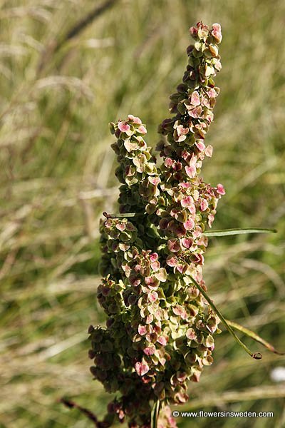 Rumex longifolius, Rumex domesticus, Gårdsskräppa, Gemüse-Ampfer, Noordse zuring, Northern Dock, Dooryard dock