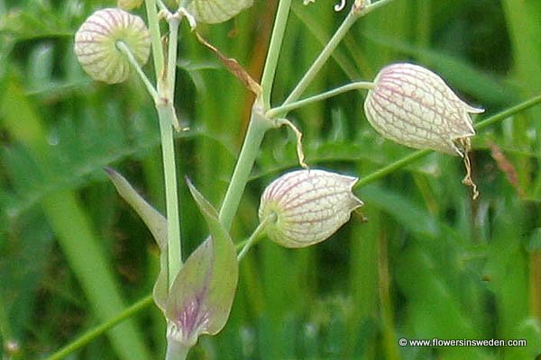 Vilda blommor i Sverige: Silene vulgaris, Smällglim, Taubenkropf-Leimkraut, Blaassilene, Bladder Campion