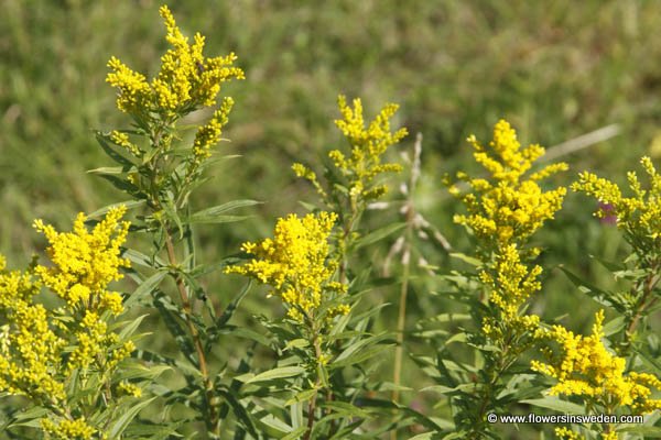 Solidago canadensis, Kanadensiskt gullris, kanadagullris, Kanadische Goldrute, Canadese guldenroede, Canadian Goldenrod