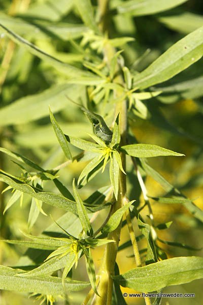 Solidago canadensis, Kanadensiskt gullris, kanadagullris, Kanadische Goldrute, Canadese guldenroede, Canadian Goldenrod