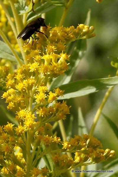 Solidago canadensis, Kanadensiskt gullris, kanadagullris, Kanadische Goldrute, Canadese guldenroede, Canadian Goldenrod