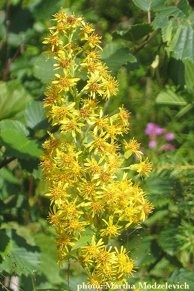 Ragunda, Jamtland, Flowers of Sweden