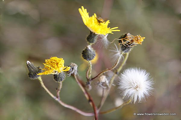 vilda blommor i Sverige