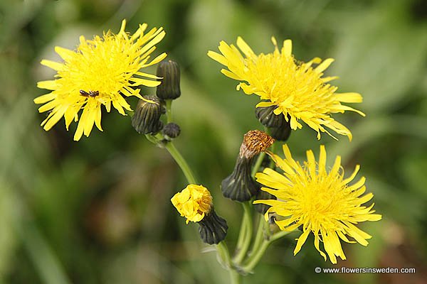 Swedish Wildflowers