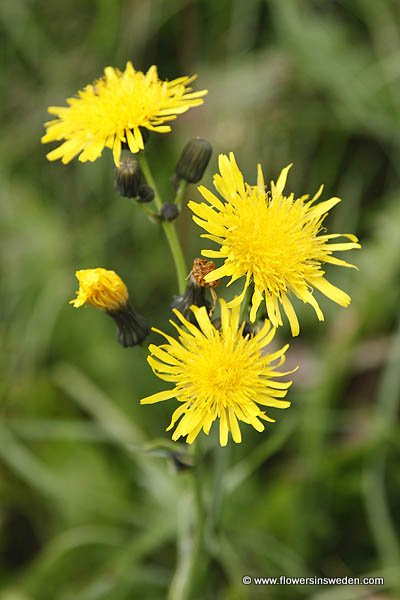 Wild Bloemen Zweden Natuur