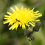 Sonchus oleraceus - Wildflowers, Sweden