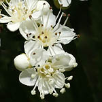 Sorbus aucuparia, Sorbus glabrata, - Wildflowers, Sweden