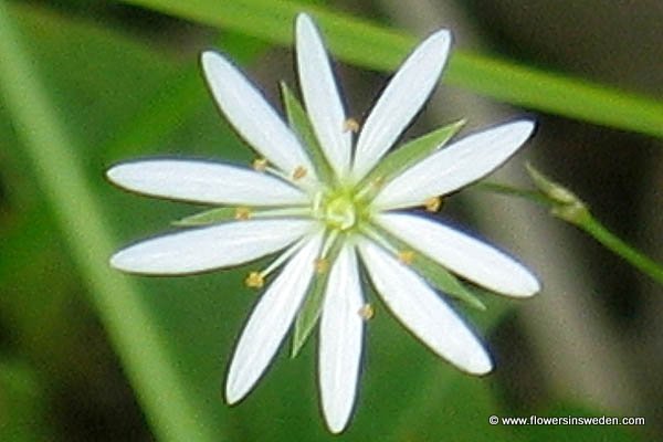 Ragunda, Jamtland, Flora of Sweden, Vilda blommor i Sverige