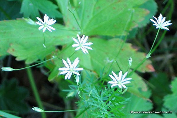 Flowers in Sweden