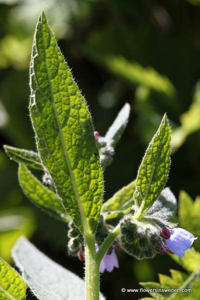 Symphytum × uplandicum, Uppländsk vallört, Futter-Beinwell, Smeerwortel hybride, Russian Comfrey, Blue Comfrey, Quaker Comfrey, Upland Comfrey