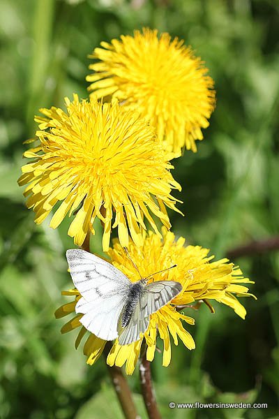 Taraxacum officinale, Maskros, Gewöhnlicher Löwenzahn,  Paardenbloem, Common Dandelion