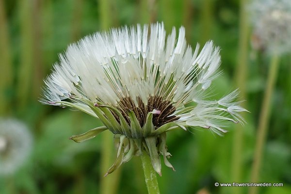 Taraxacum officinale, Maskros, Gewöhnlicher Löwenzahn,  Paardenbloem, Common Dandelion