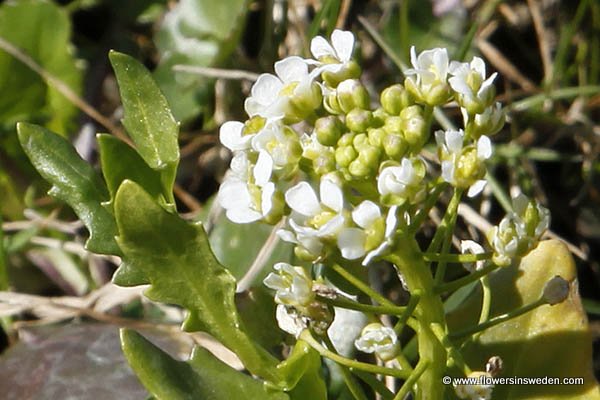 Flora of Sweden online