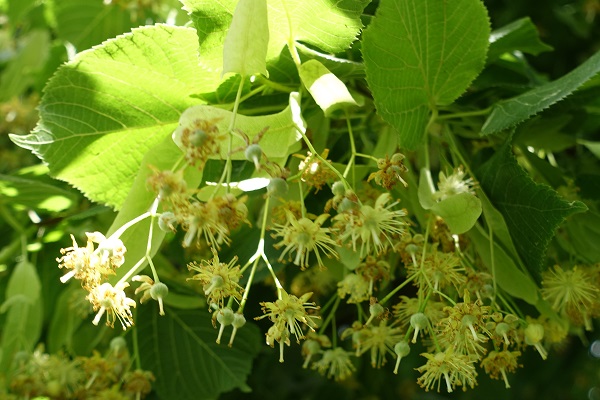 Flowers in Sweden, Wildflowers, Tilia cordata, Lind, Winter-Linde, Winterlinde, Small-leaved Lime