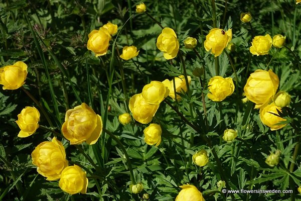 Flowers in Sweden, Wildflowers, Nature