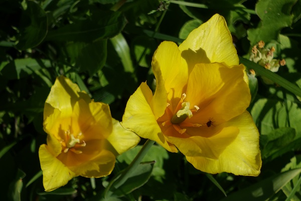 Sweden Flowers,Tulipa sylvestris,  Vildtulpan, Wilde Tulpe, Bostulp,  Woodland tulip