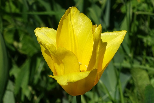 Flowers in Sweden, Wildflowers, Nature