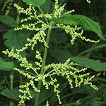 Urtica dioica, Brännässla, Große Brennnessel, Grote brandnetel, Common Nettle,Vaccinium myrtillus - Flowers, Sweden, Flora